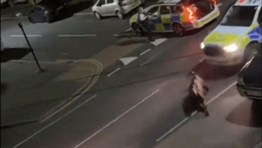 Imagini greu de privit filmate pe o șosea din Marea Britanie. Un polițist ...